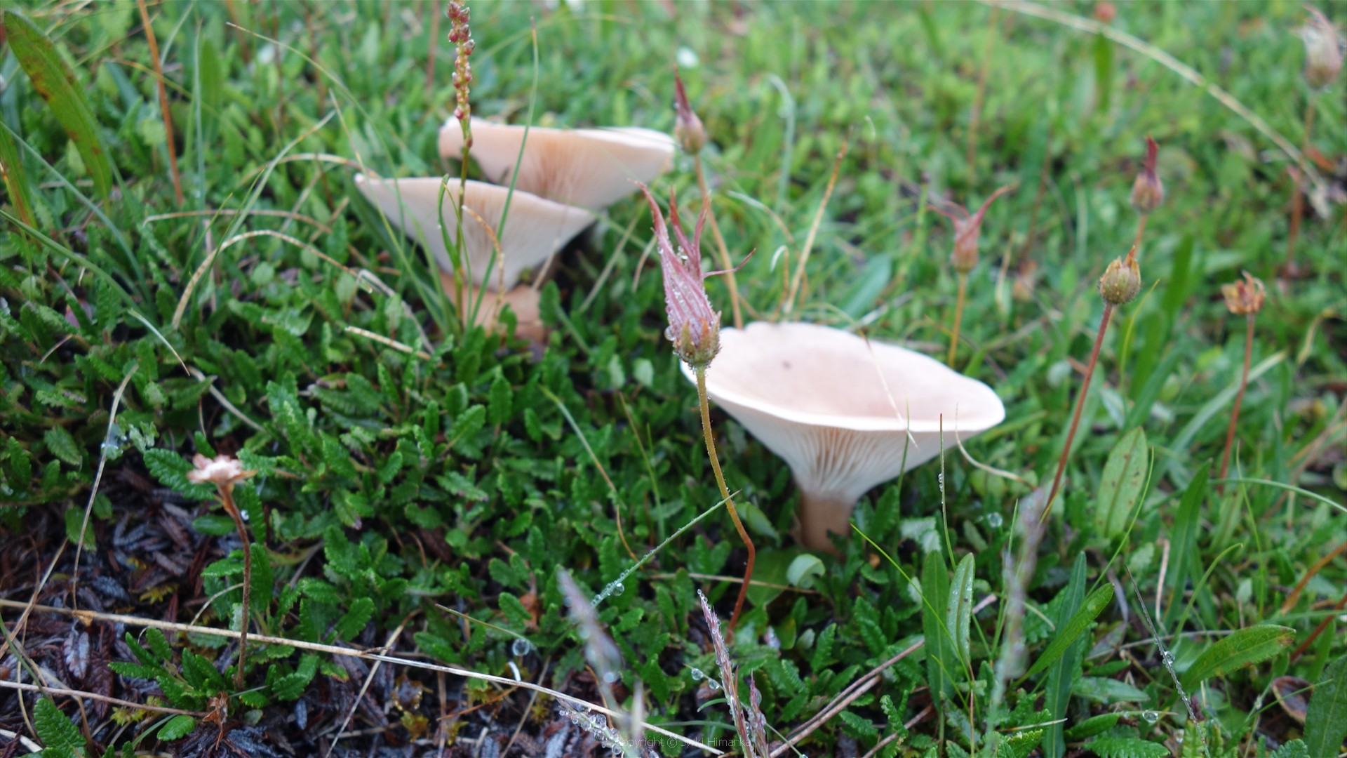 Sieni oli kasvanut sateella